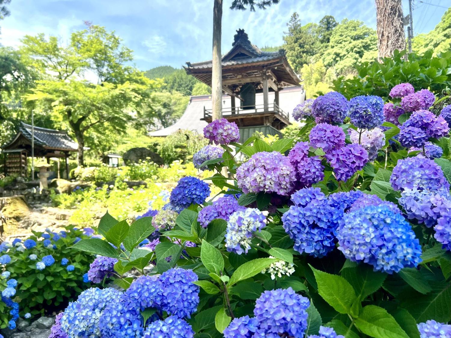 大公寺あじさい