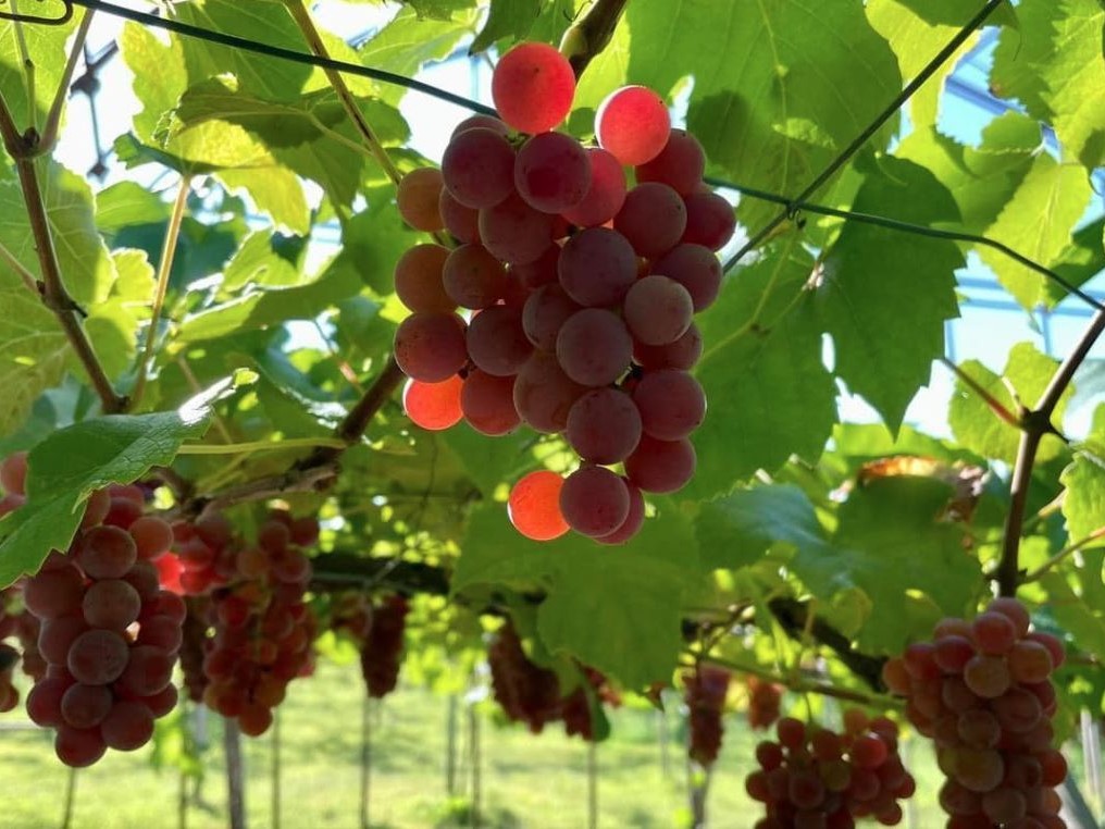 DomaineKyokoHosaka準備室