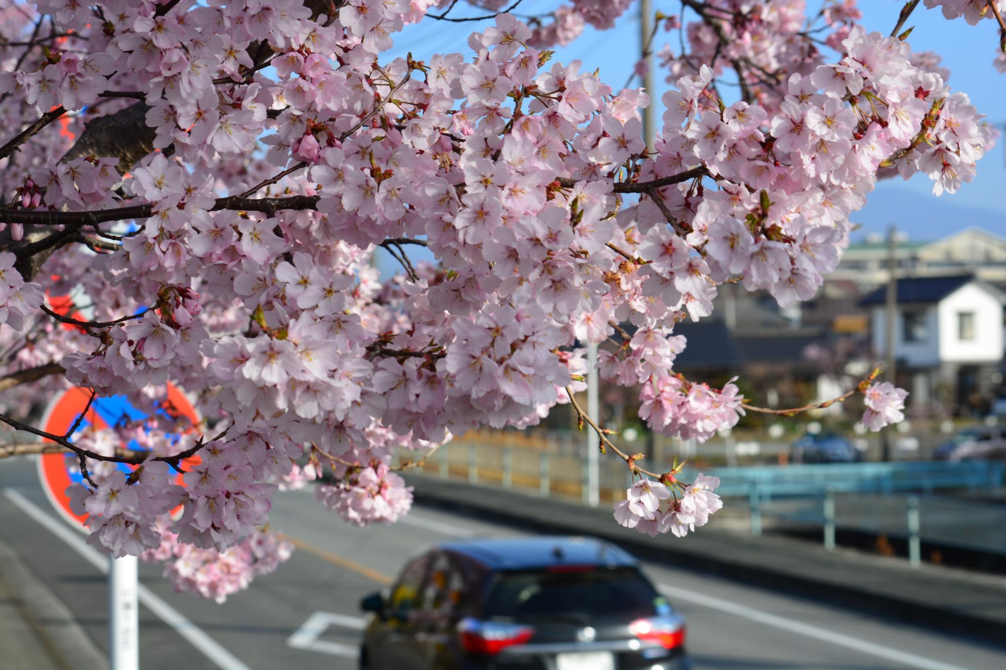 韮崎駅前 桜