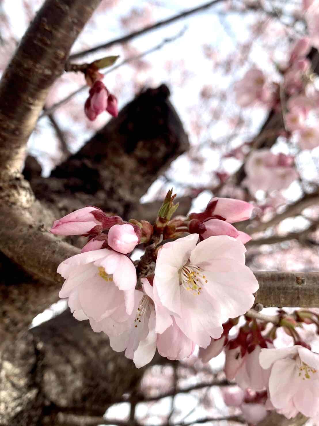 韮崎駅前桜03231