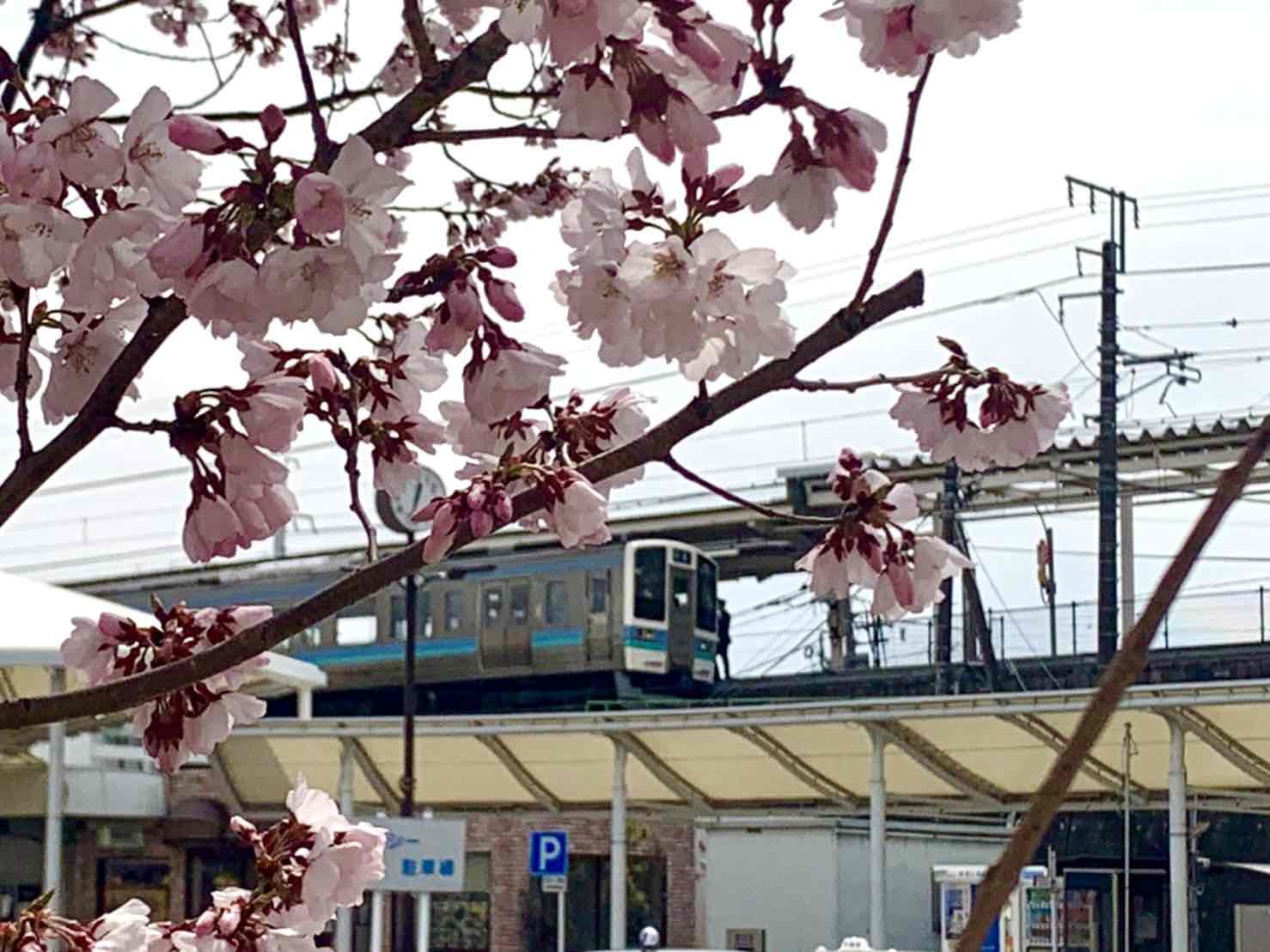 韮崎駅前桜03232