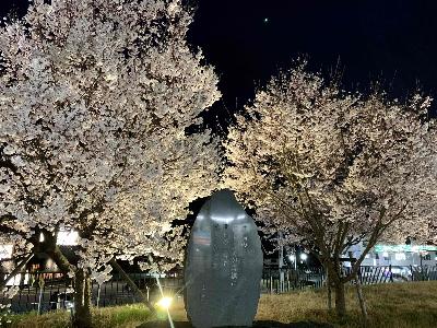 駅前の桜0324