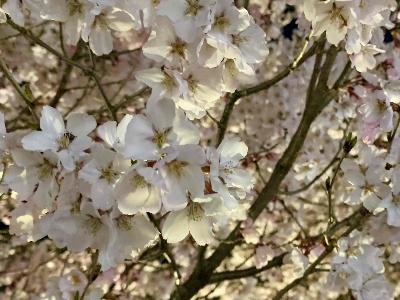 駅前の桜03241