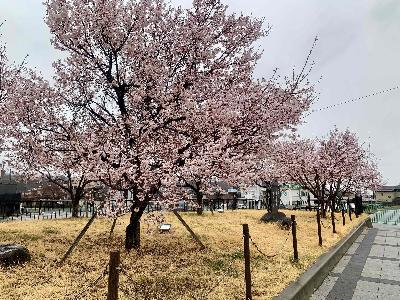 韮崎駅前桜322