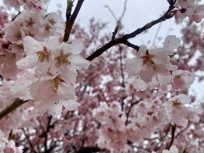 韮崎駅前桜03221