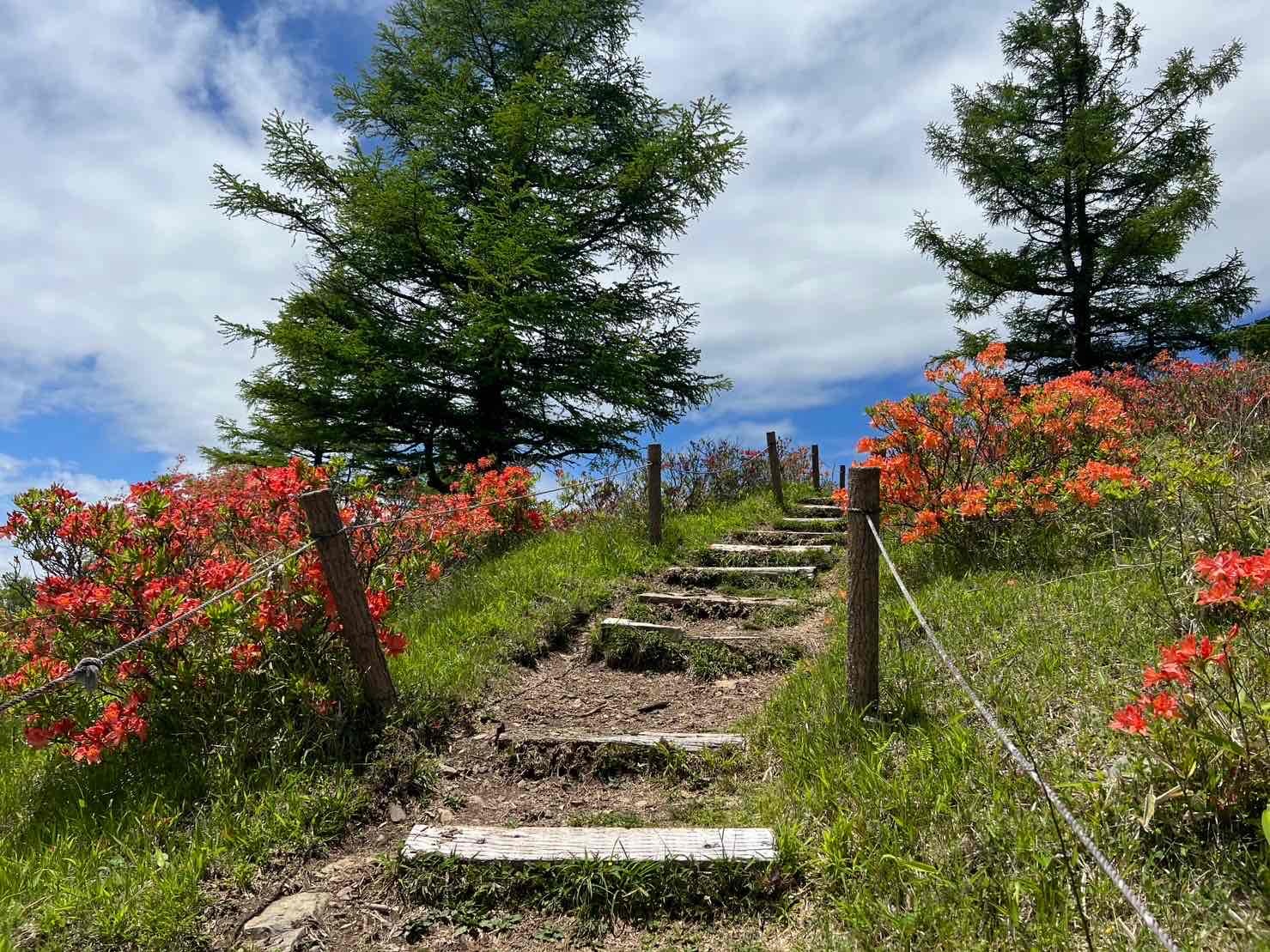 甘利山のレンゲツツジ