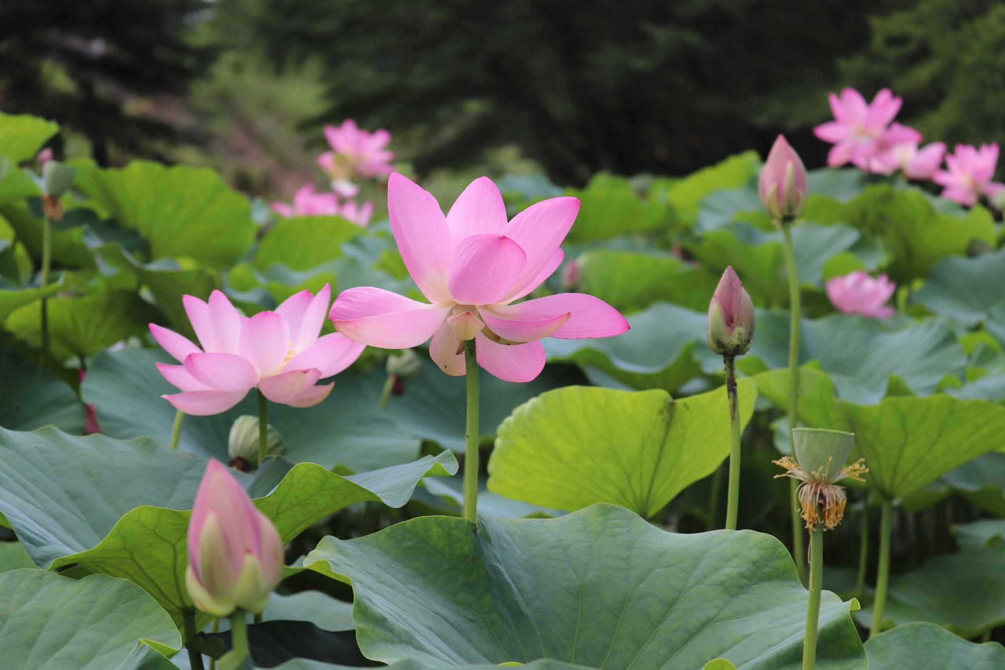 ハス池0728