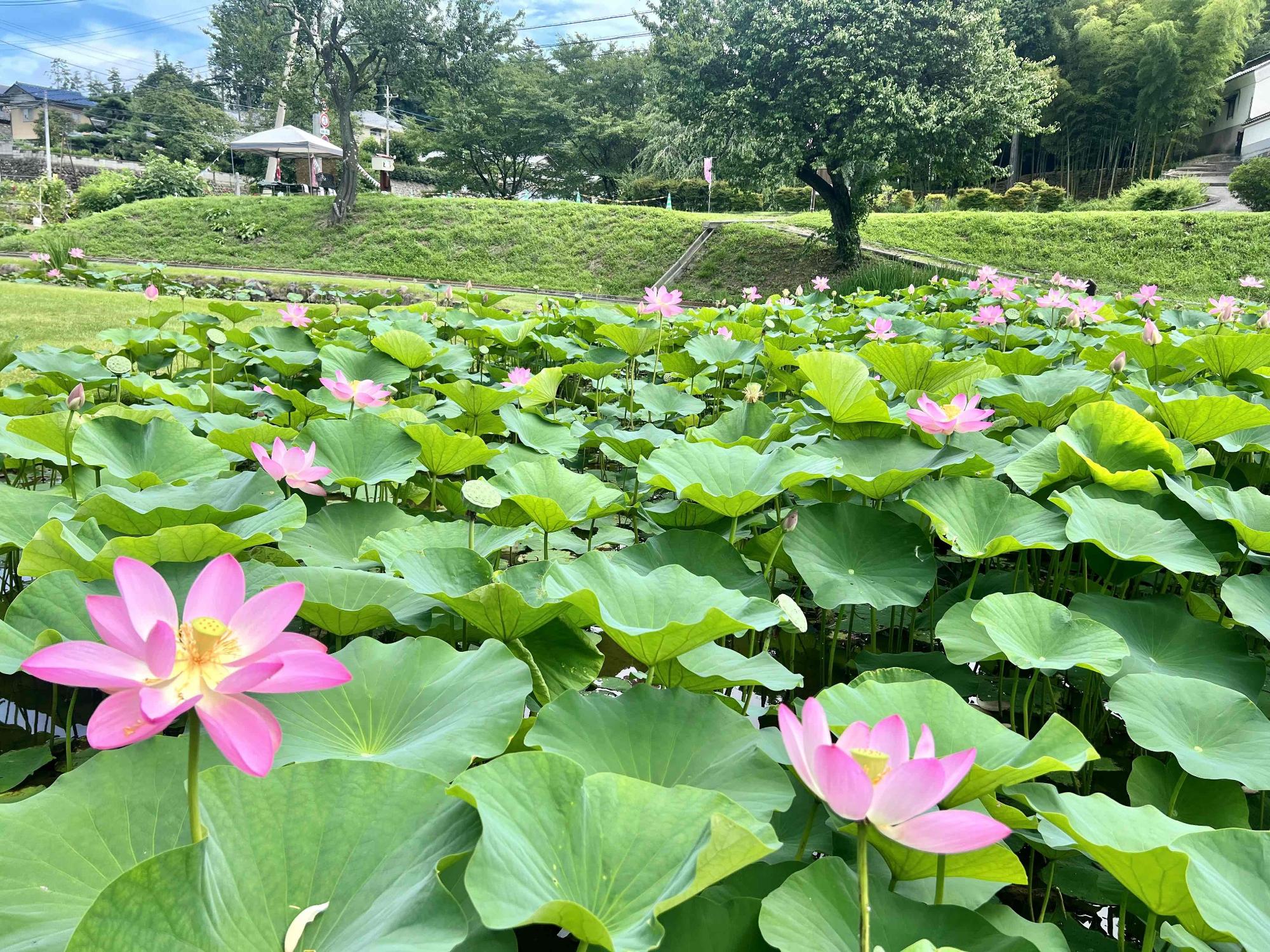 ハス池0728