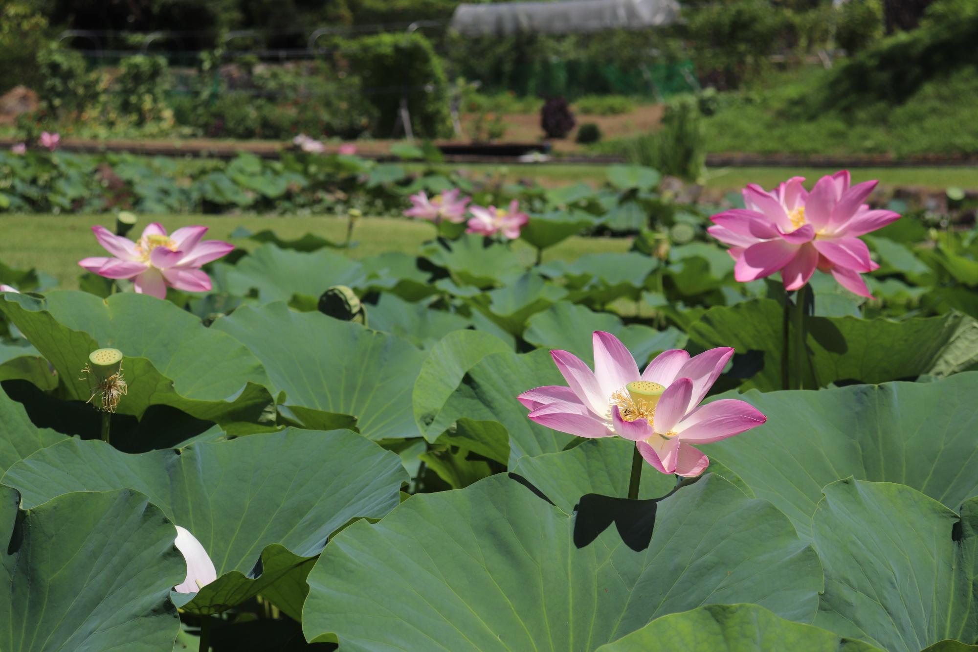 ハス池0801