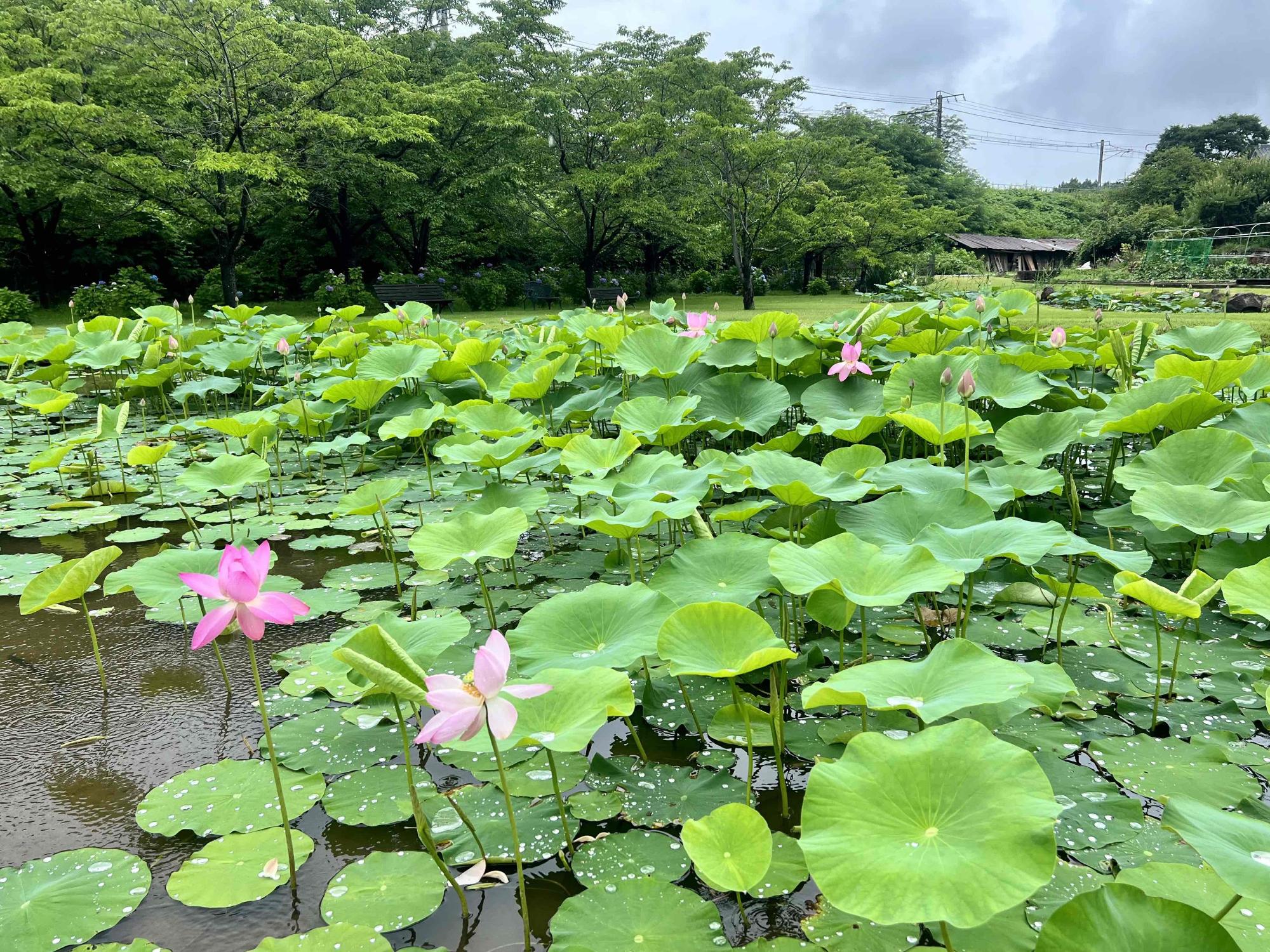 ハス池0704