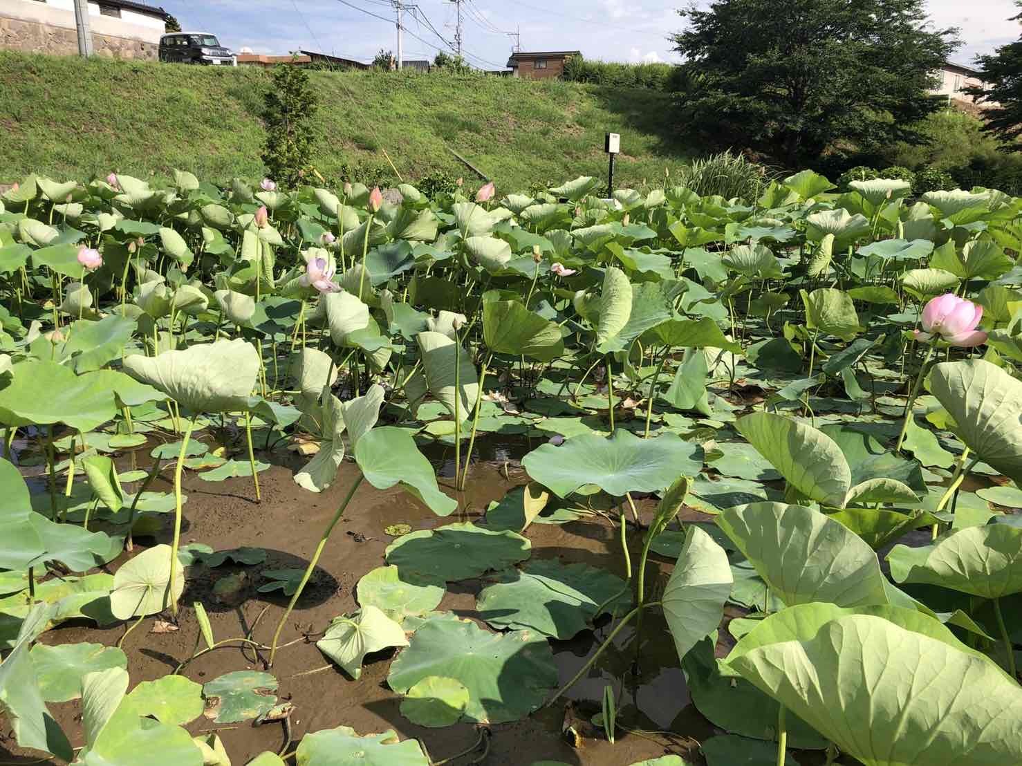 ハス池0706