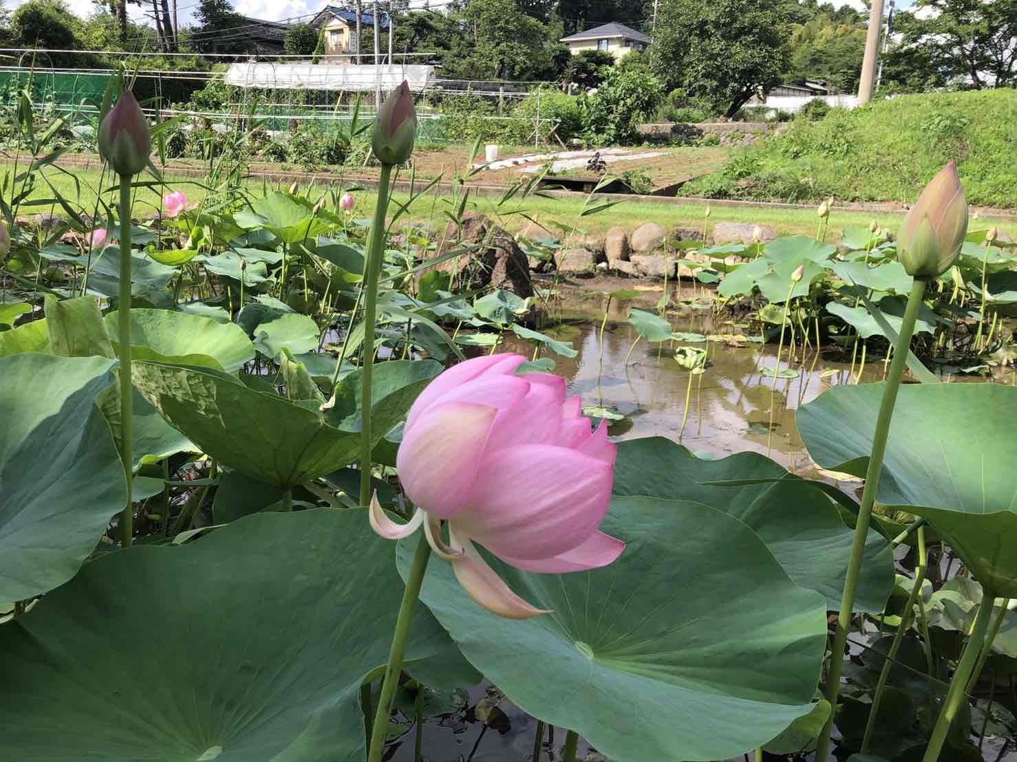 ハス池0706