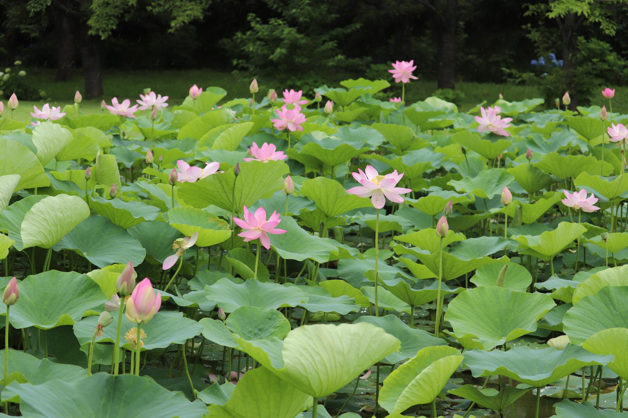 ハス池0714