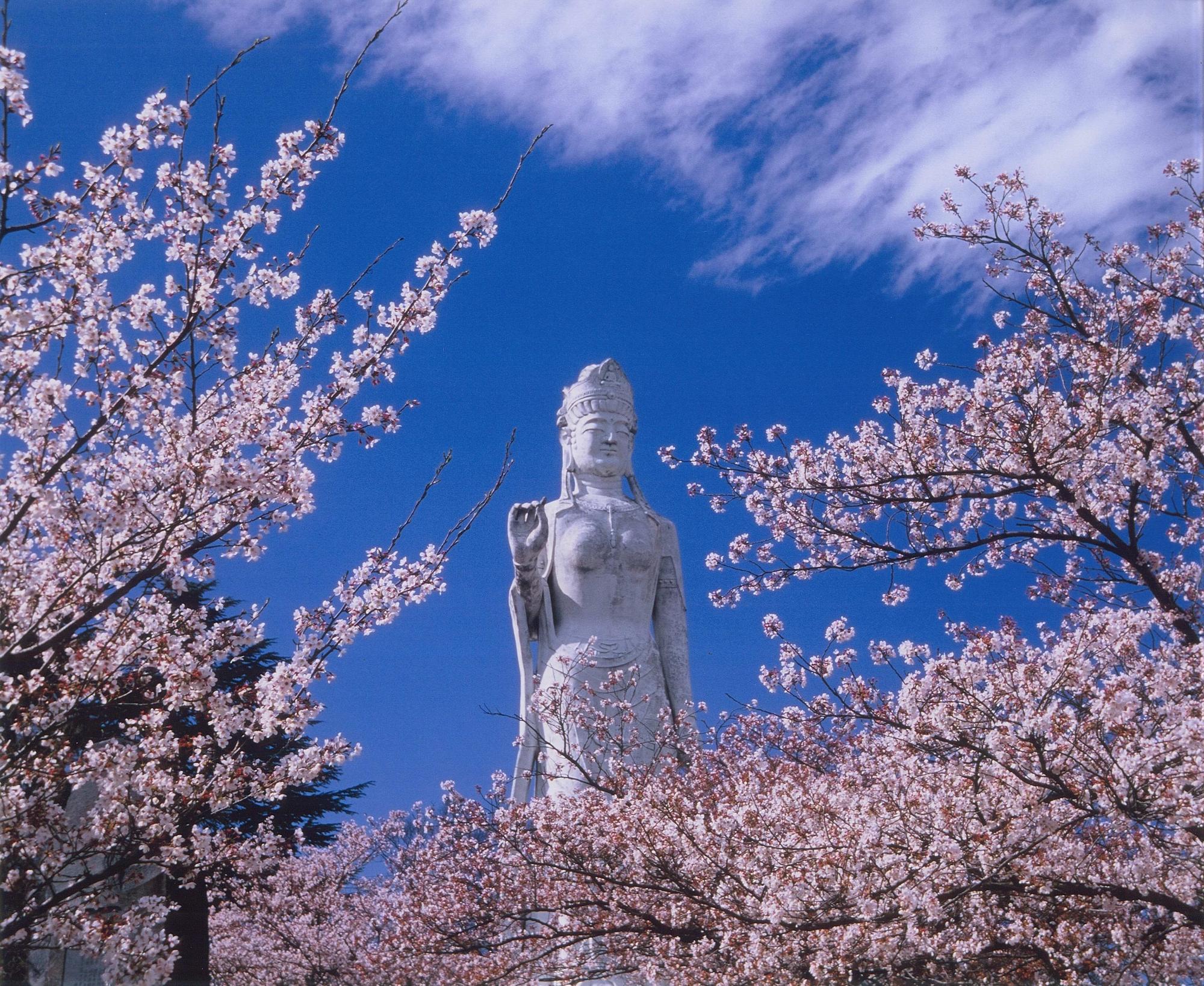 平和観音と満開の桜の写真