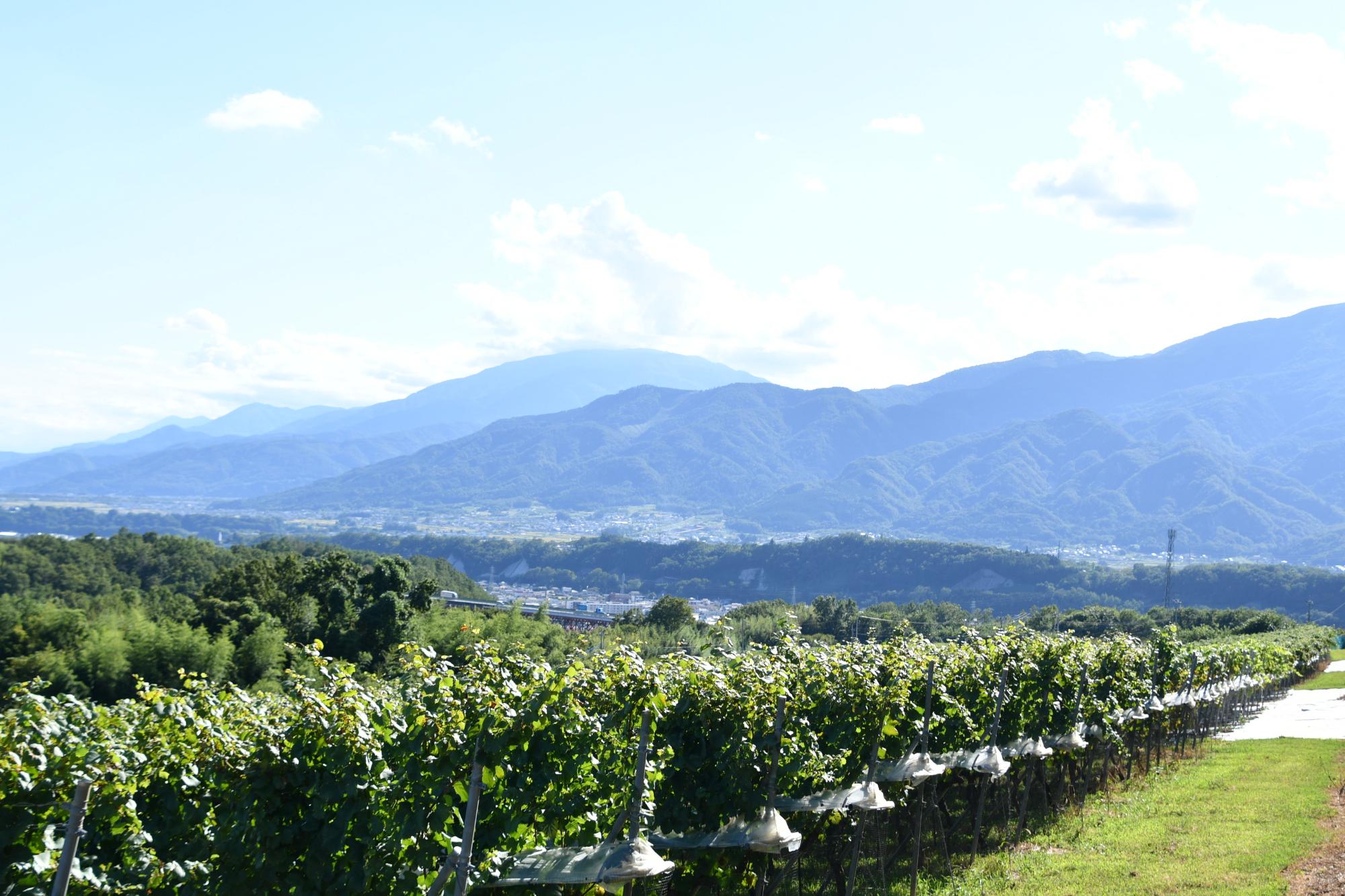 穂坂町葡萄畑と南アルプス