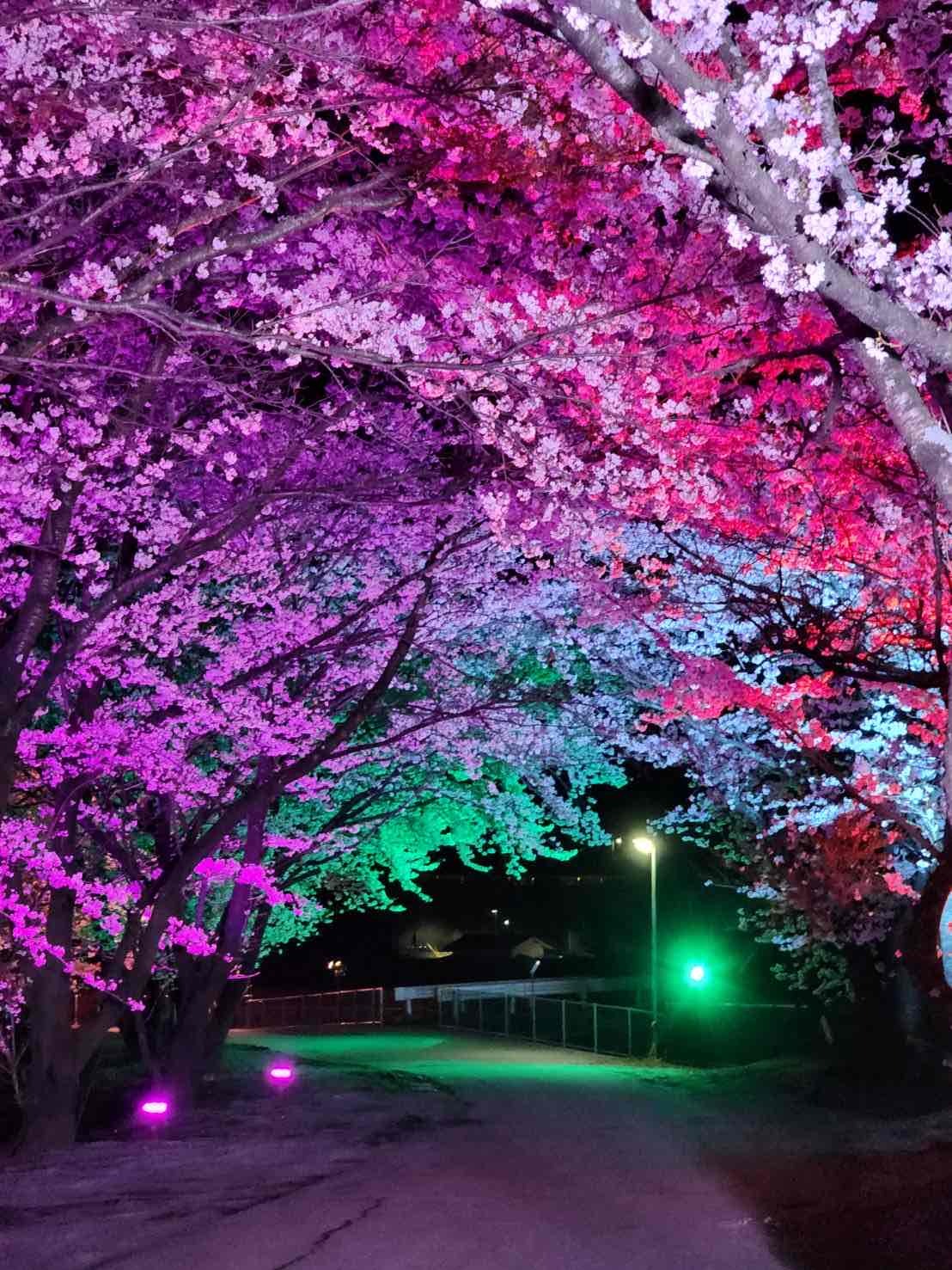 徳島堰沿いの桜並木