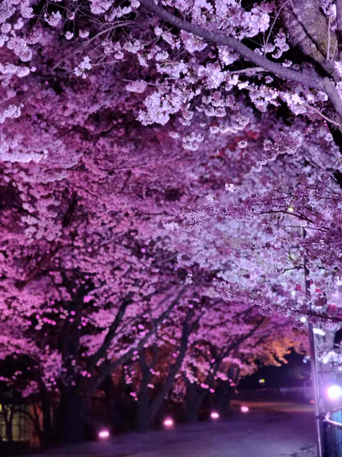 徳島堰沿いの桜並木