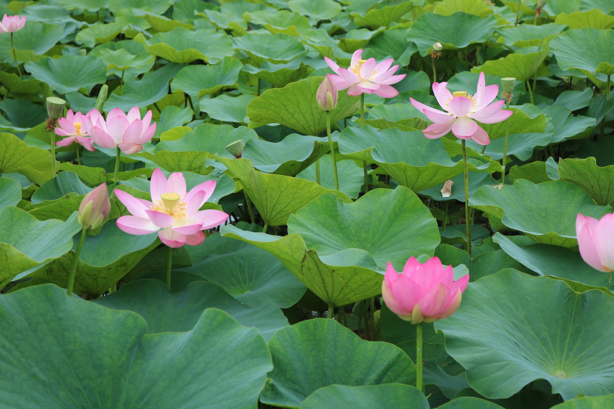 大賀蓮の開花の様子