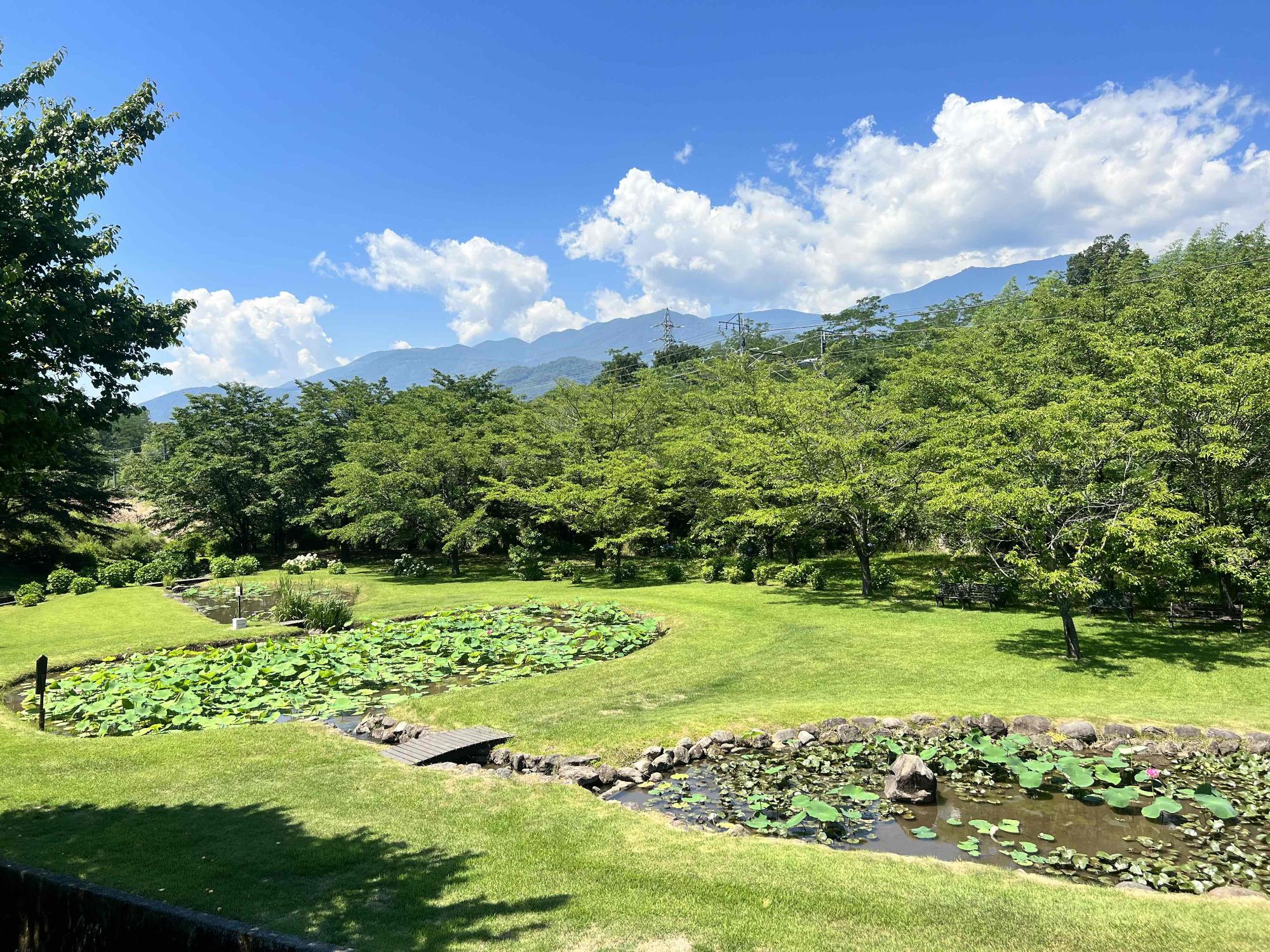 大賀ハス園の写真