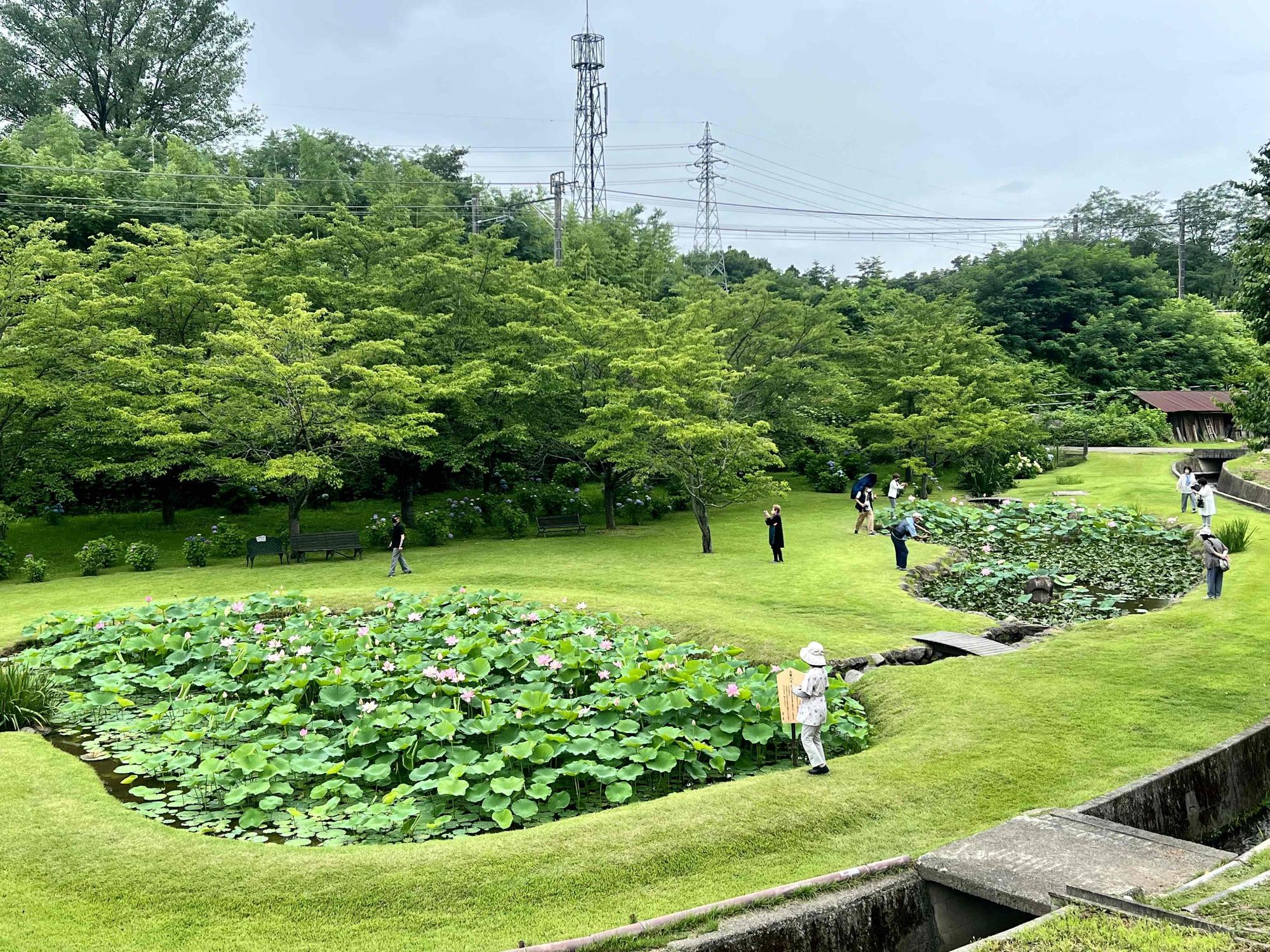 大賀ハス園の写真