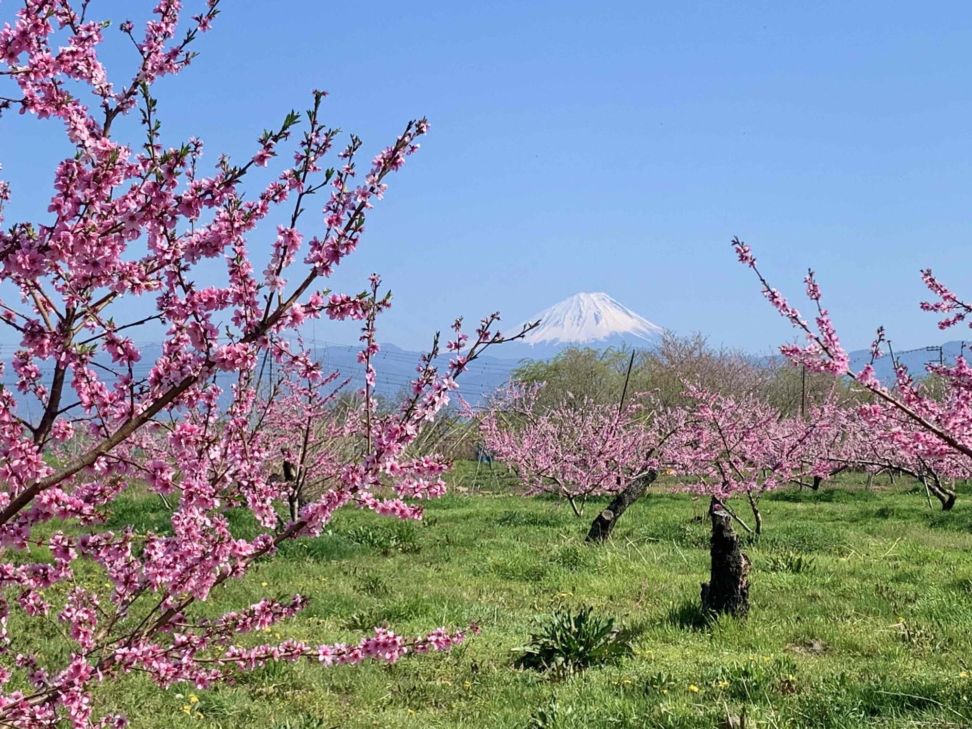 大草町の桃の花