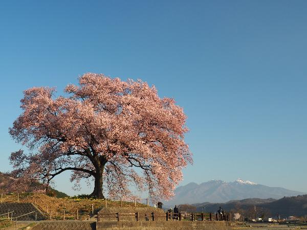 開花情報