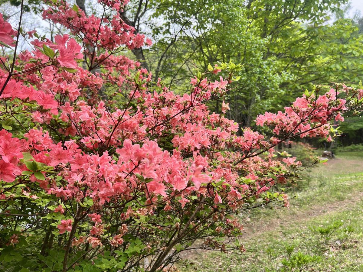 さわら池0520