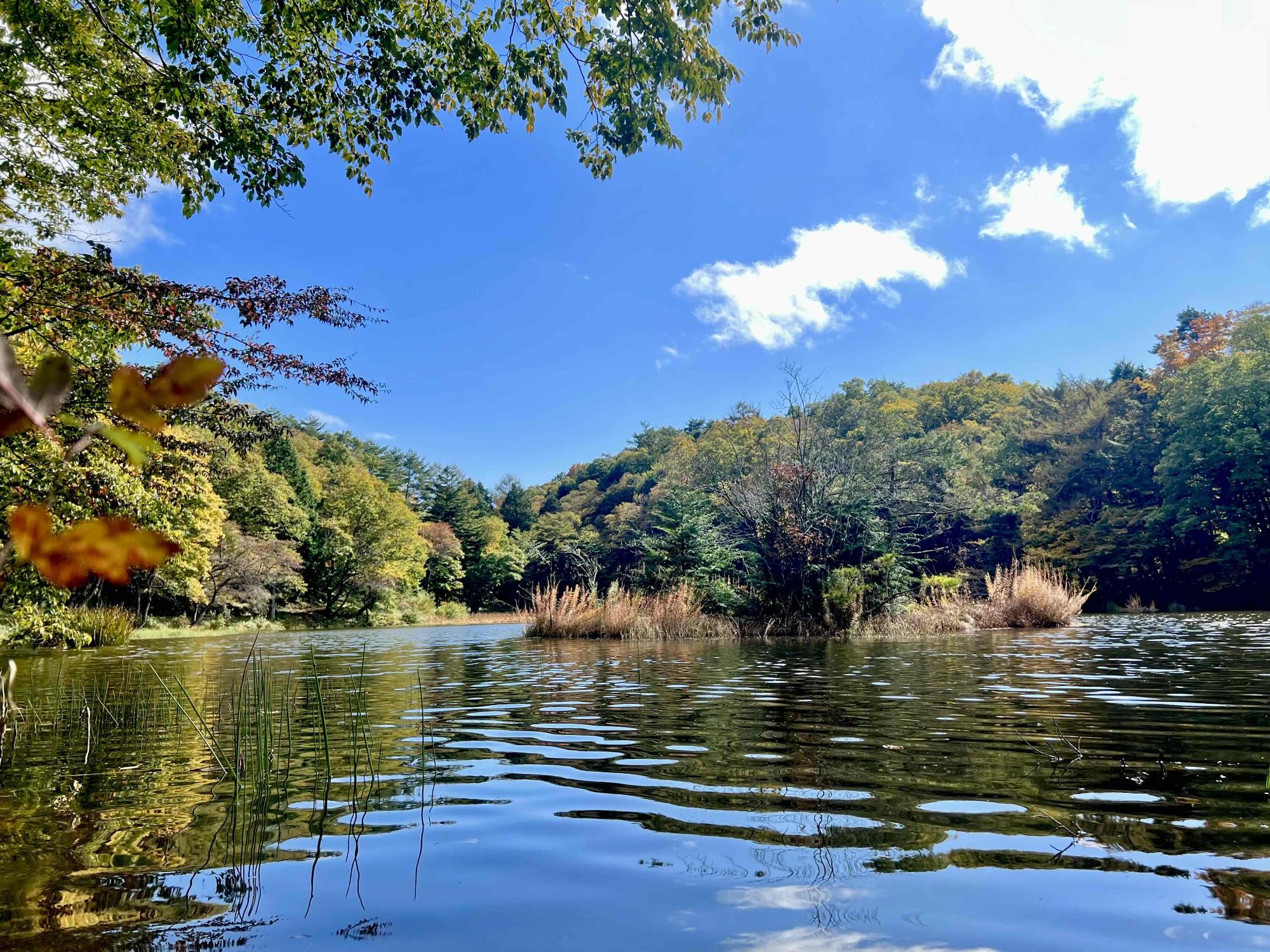 さわら池紅葉