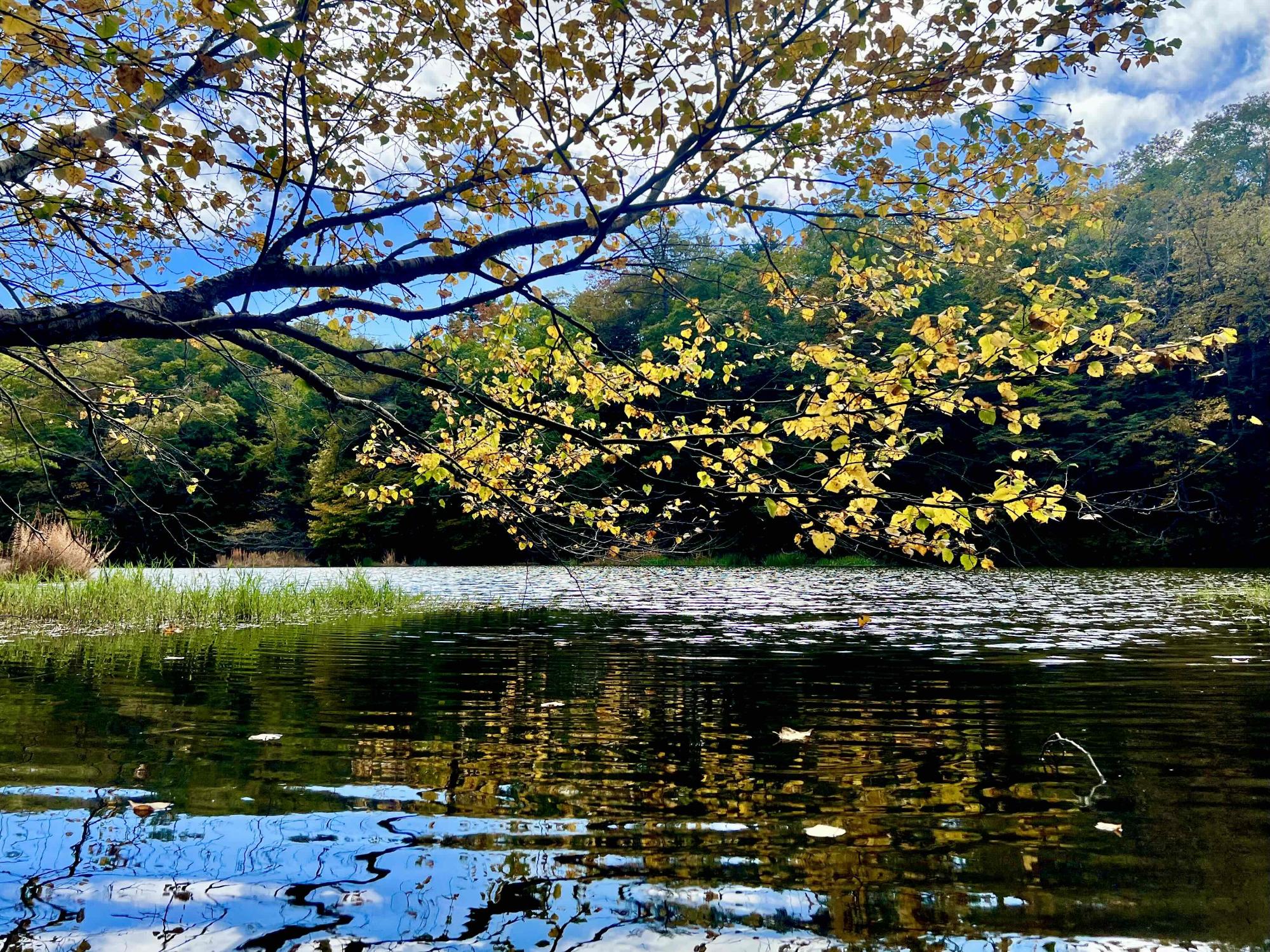 さわら池紅葉