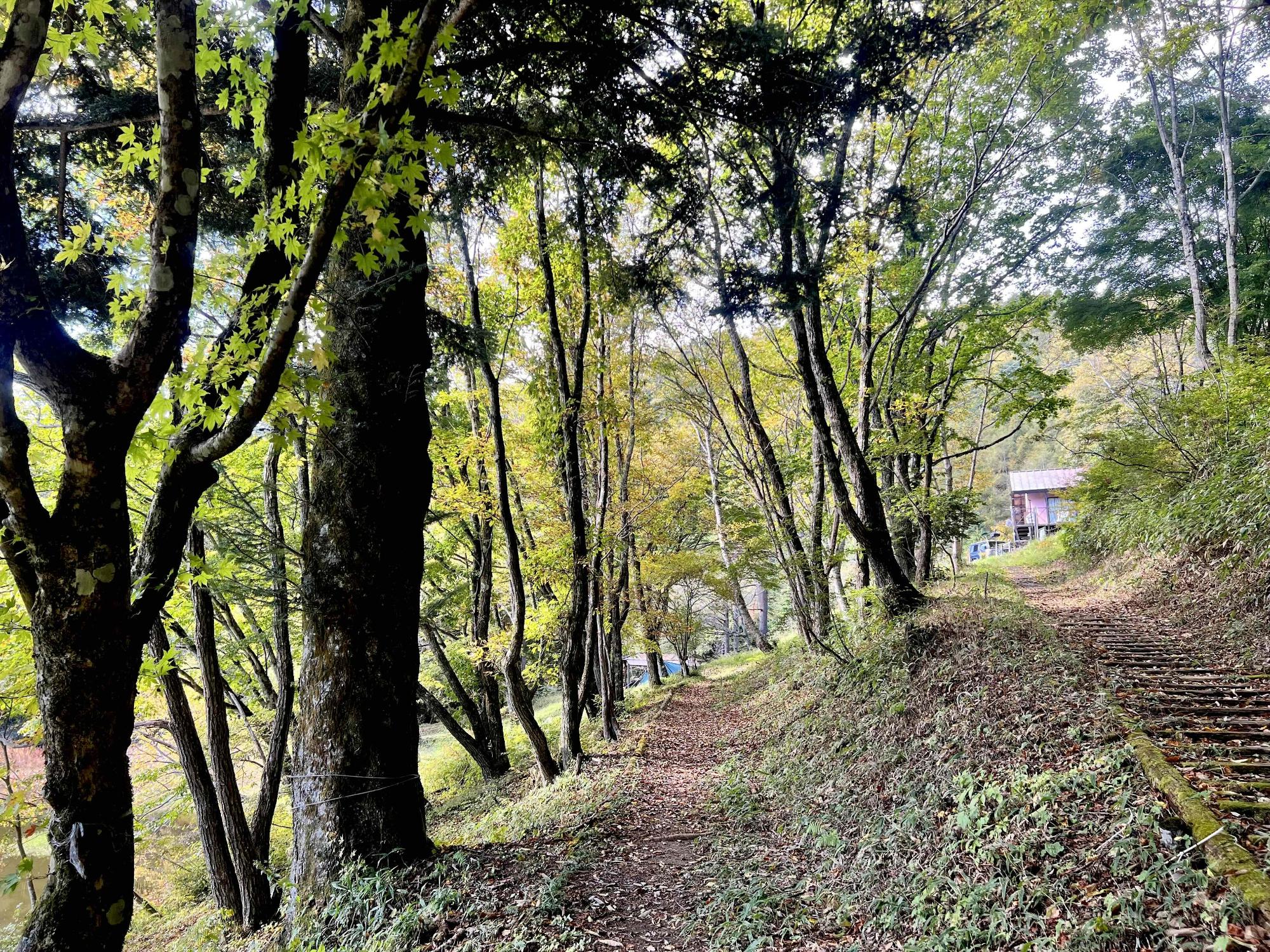 さわら池紅葉