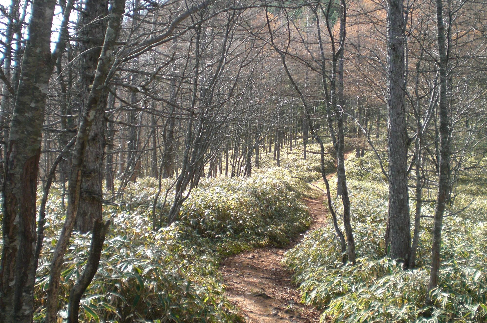 千頭星山の登山道