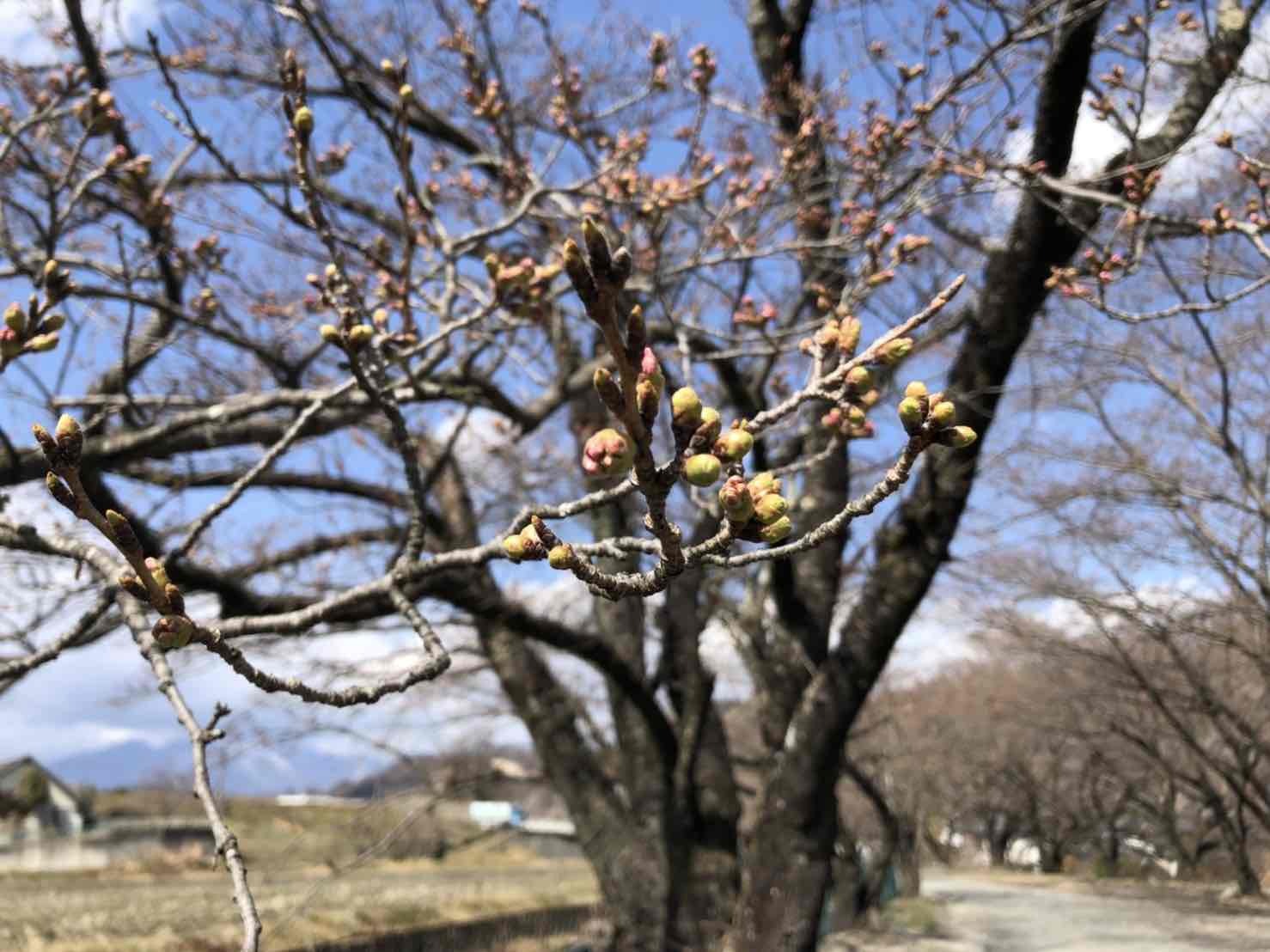 徳島堰桜03241