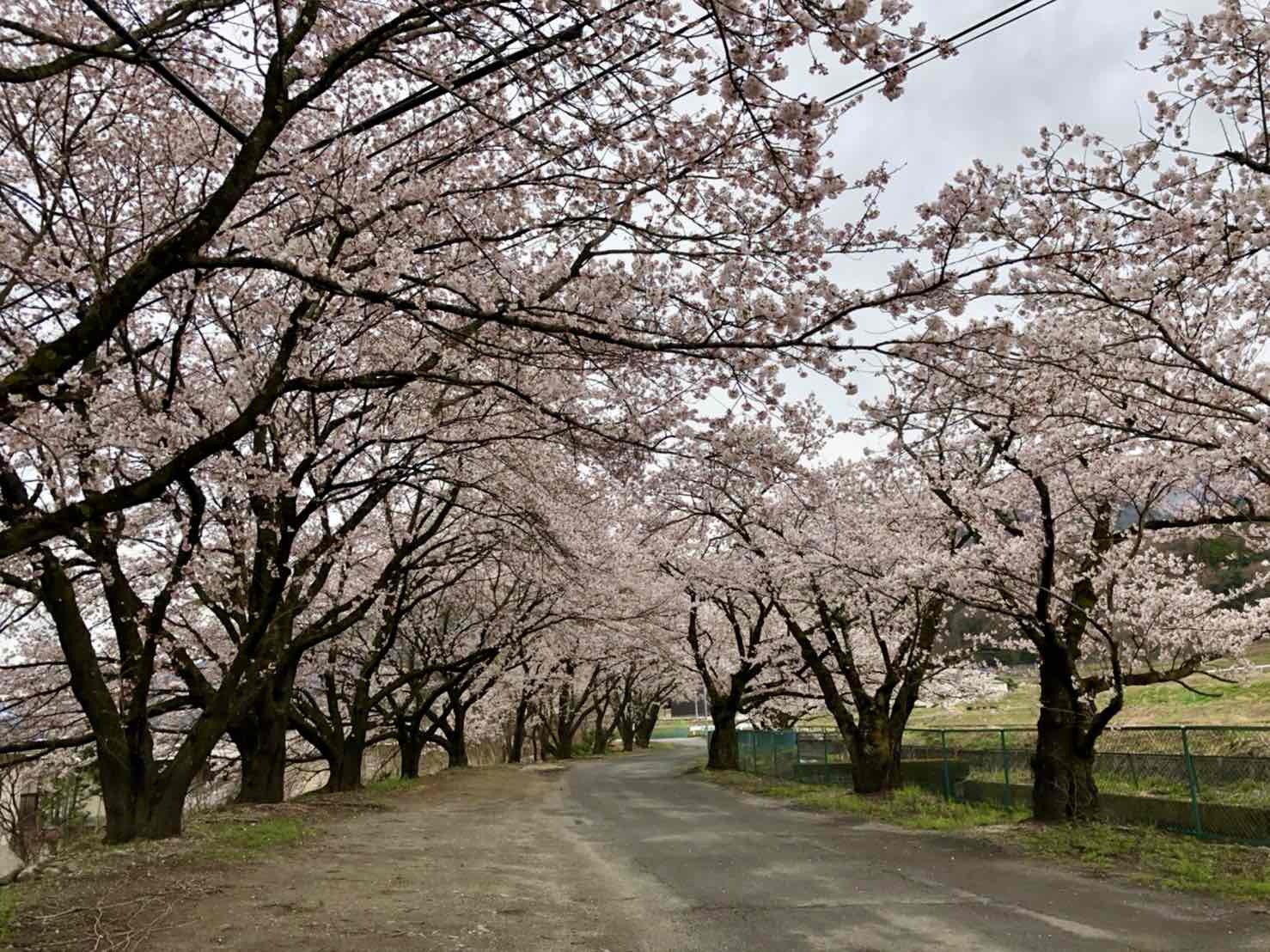 徳島堰桜0401_1