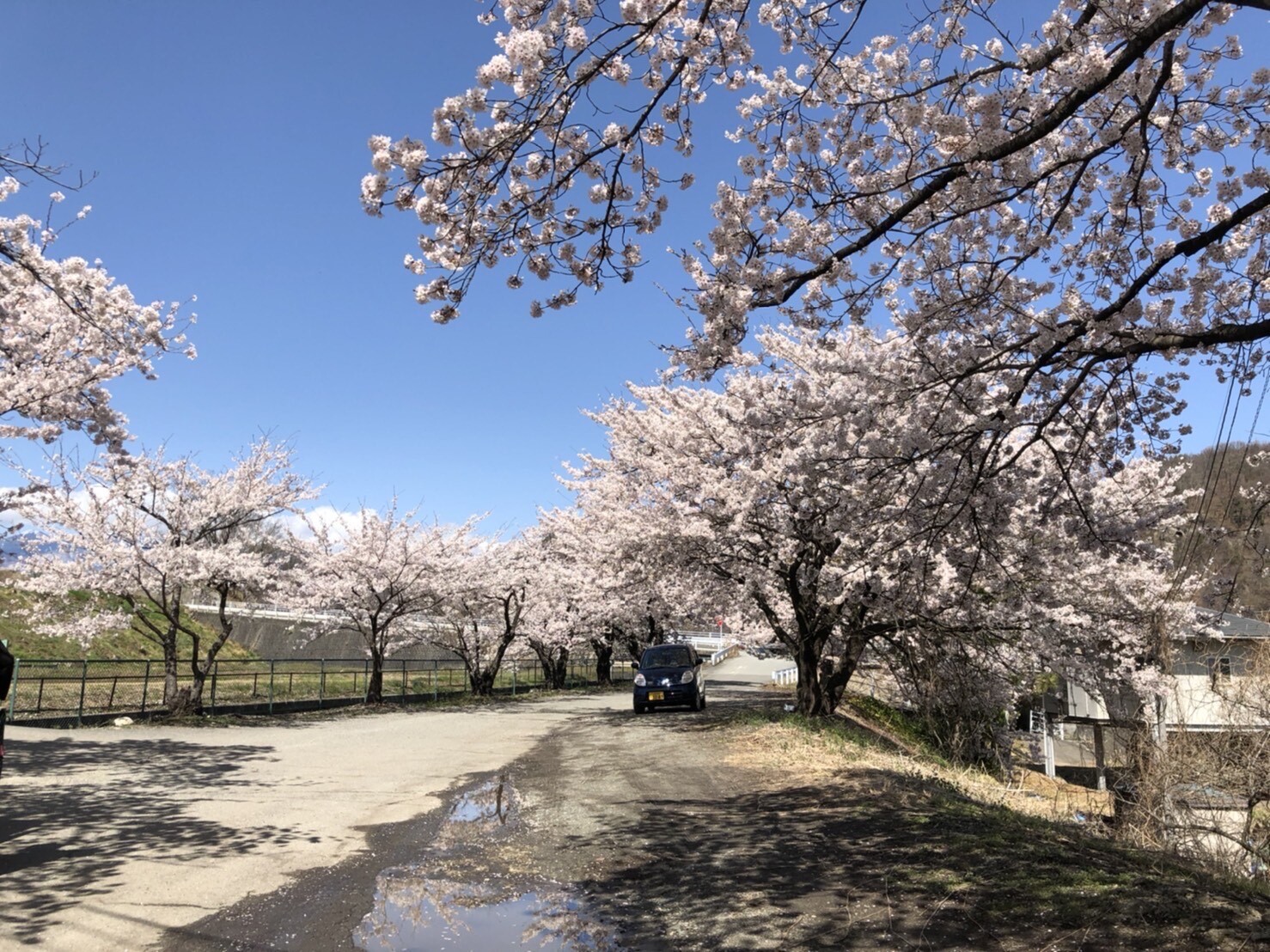 徳島堰桜0405_1