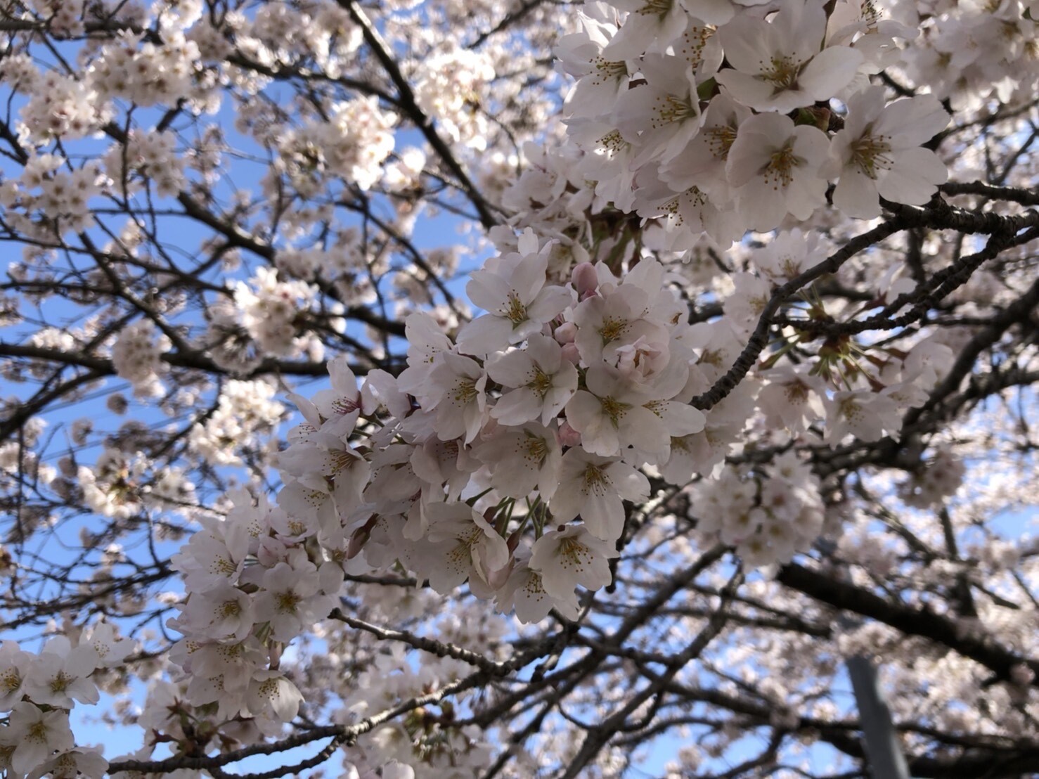 徳島堰桜0405_2