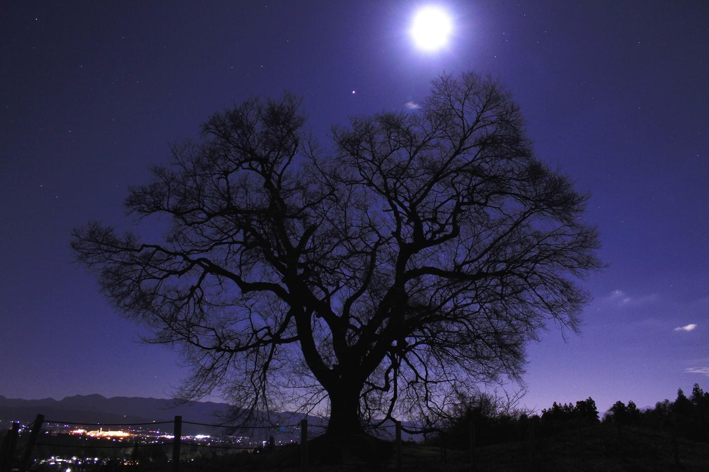 わに塚のサクラ