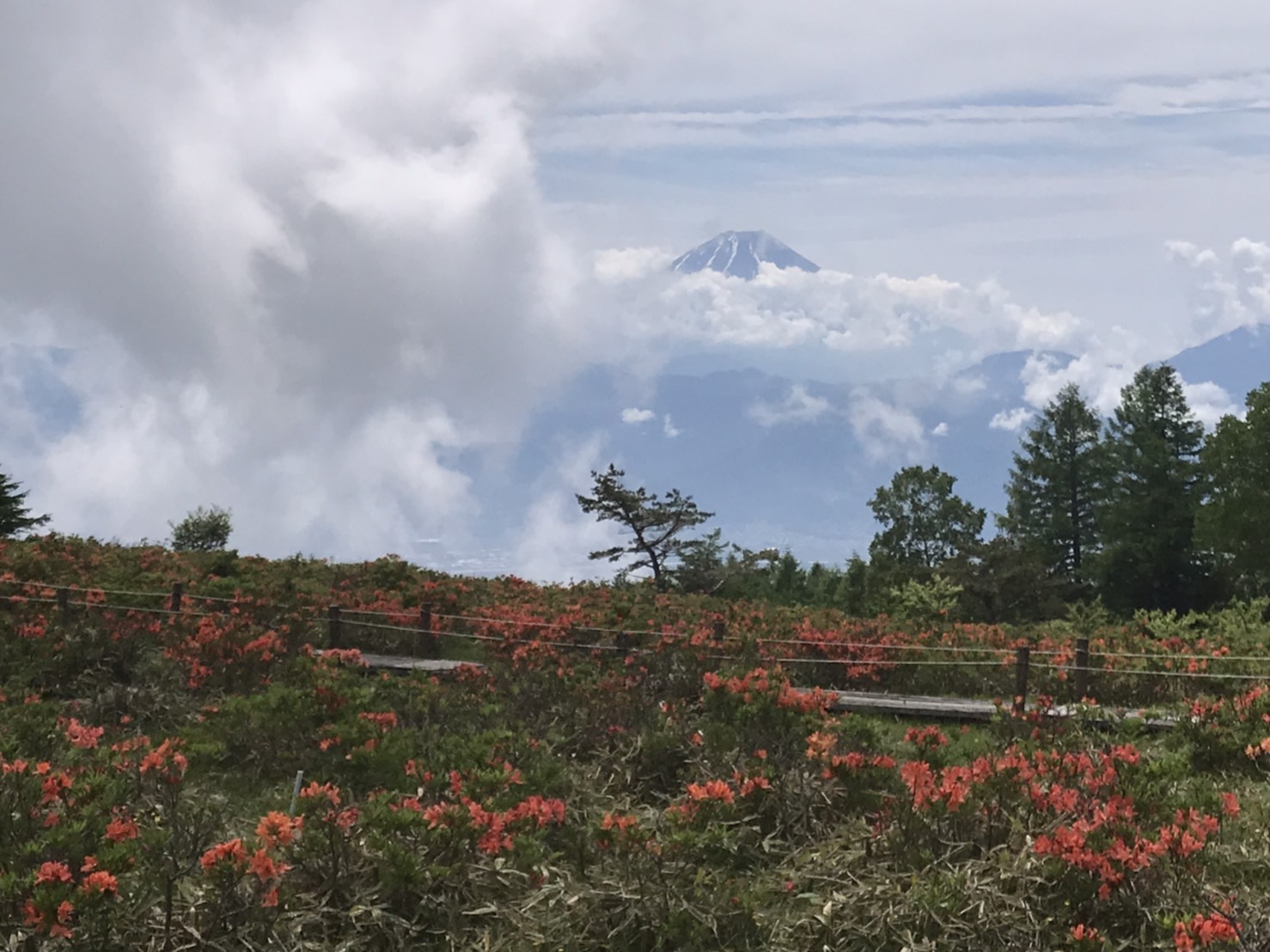 甘利山 満開のレンゲツツジと富士山