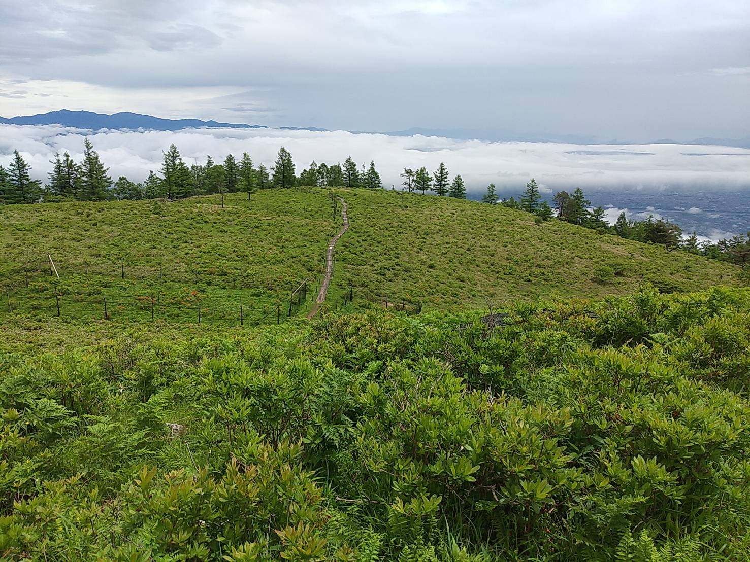 甘利山山頂直下 木道沿いのレンゲツツジ