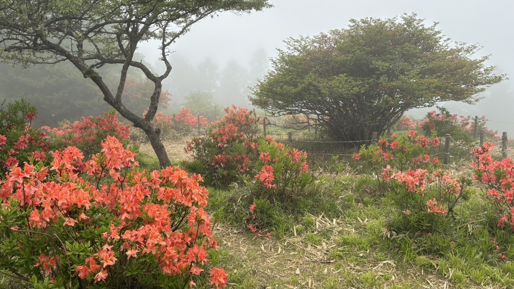 甘利山レンゲツツジ」の開花情報（2026年)／韮崎市観光協会