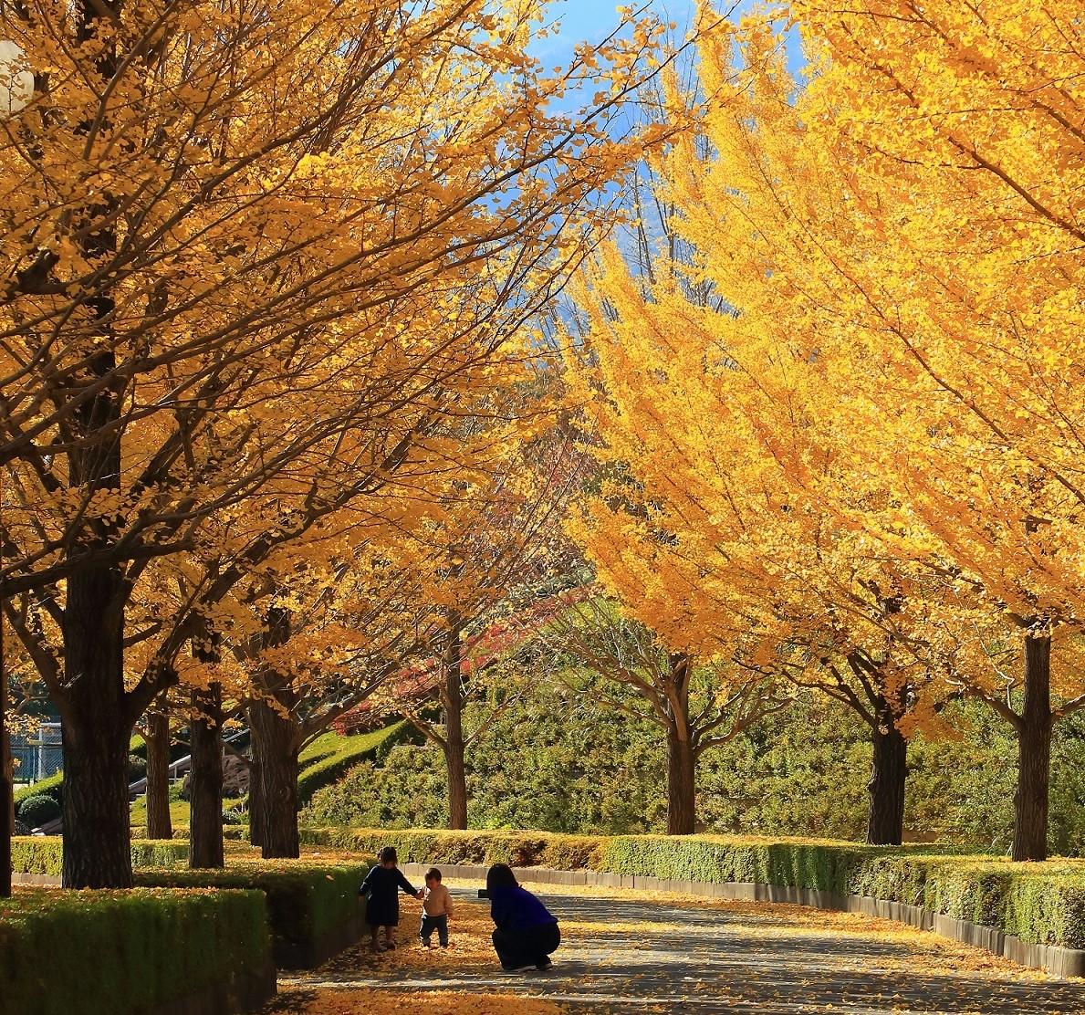 韮崎中央公園イチョウ並木