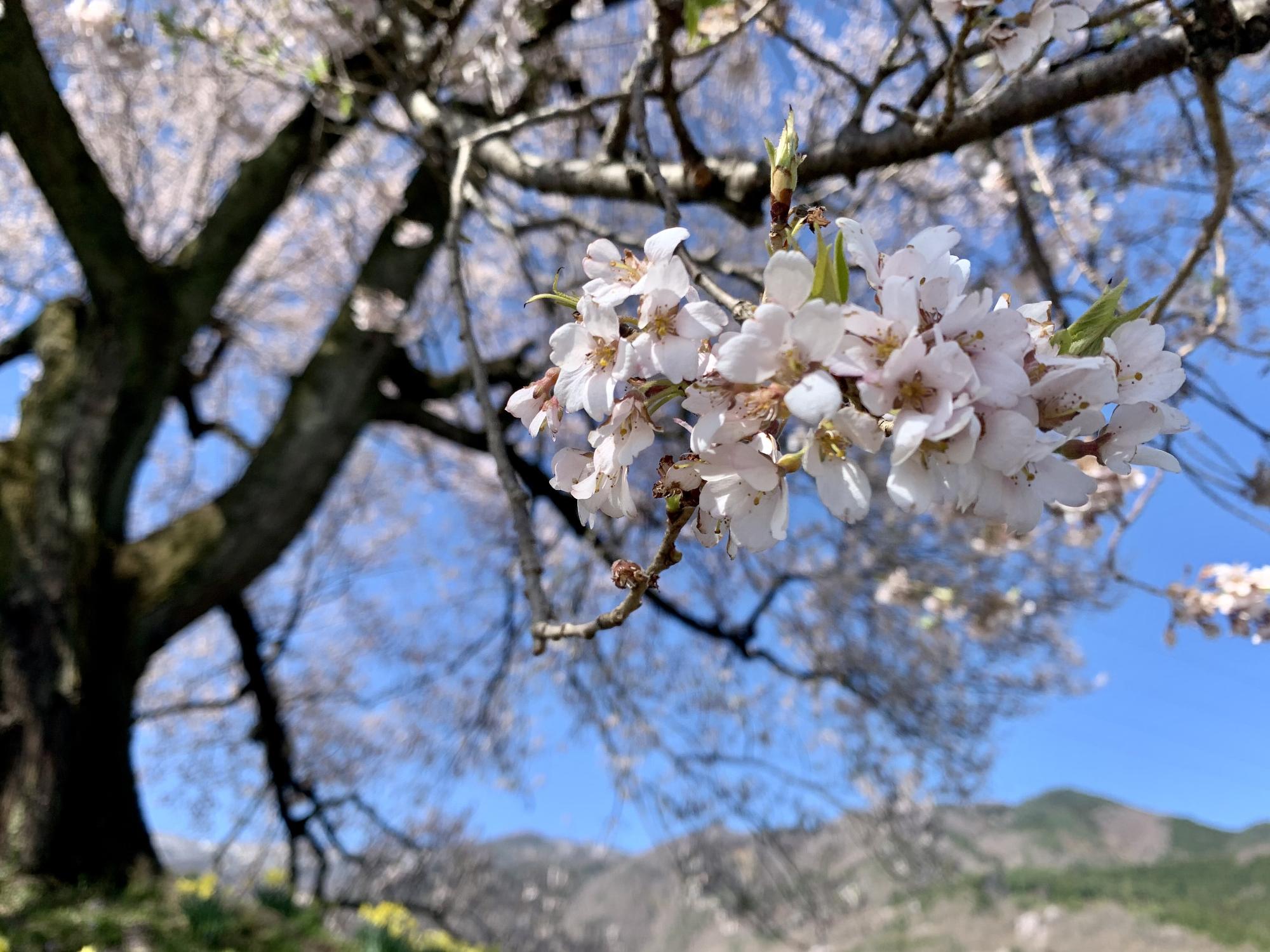 わに塚のサクラ0405_2